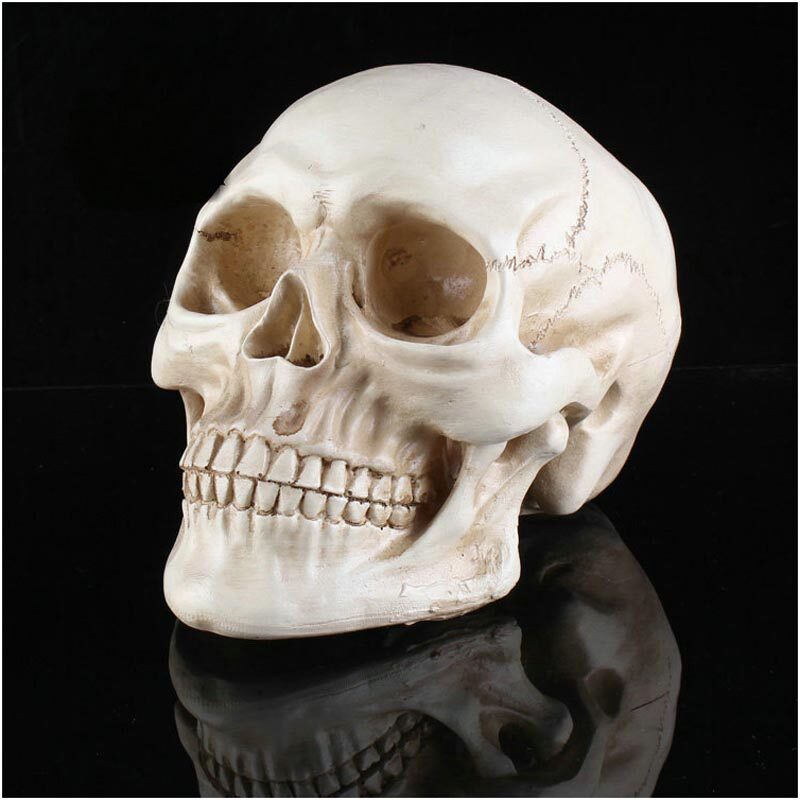 1:1树脂骷髅头绘画人头骨艺用人体肌肉骨骼解剖头骨模型美术骨头