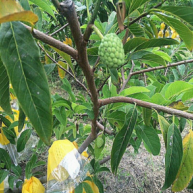 包邮带发货庭院园林种植果树释迦果佛头果番荔枝果树