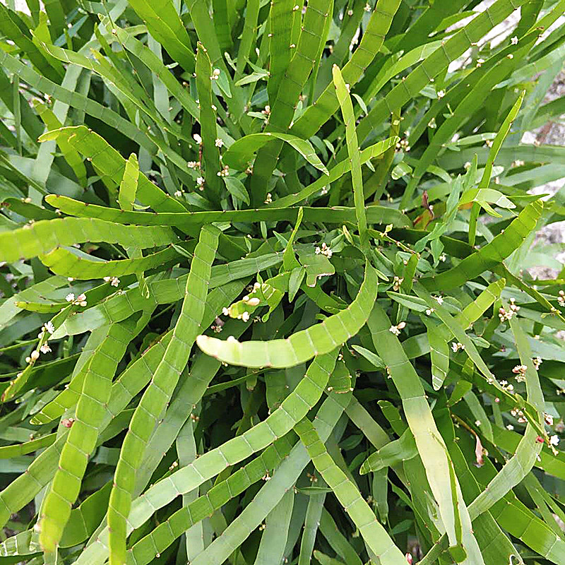 包邮带阳台庭院药草植物飞天蜈蚣百足竹节蓼芽江绿植