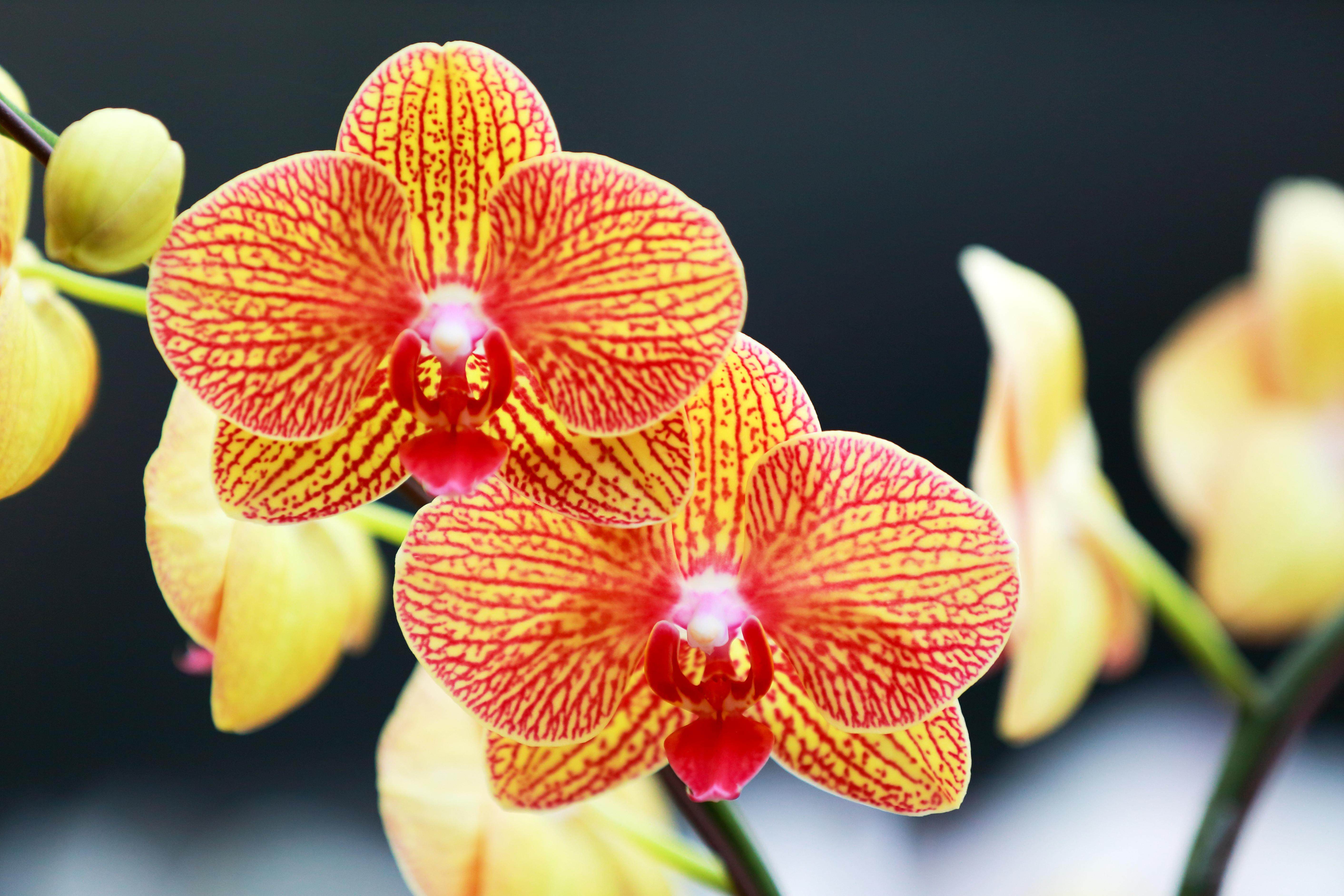 5寸成熟大苗 室内盆栽花卉 兰花 不带花剑 保证对版