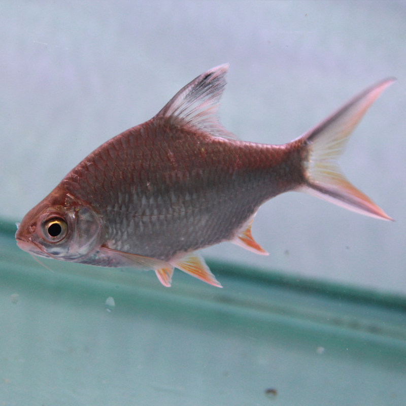 泰国金银元宝双线侧飞热带观赏鱼活体混养地图鱼