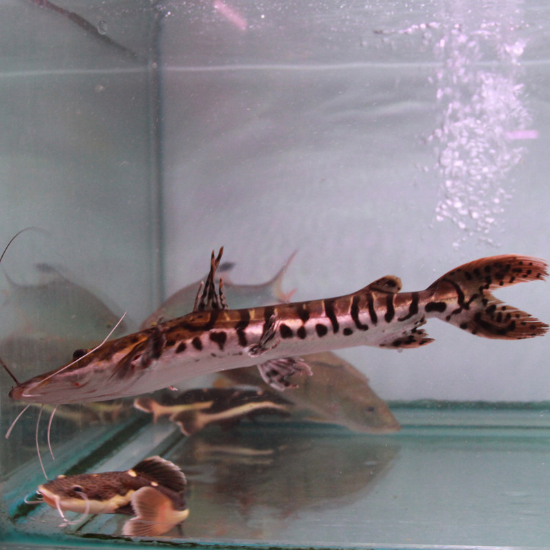 虎纹鸭嘴鲨鱼虎皮鸭嘴鲨热带观赏鱼活体金龙鱼银龙中大型鱼场直销-mc