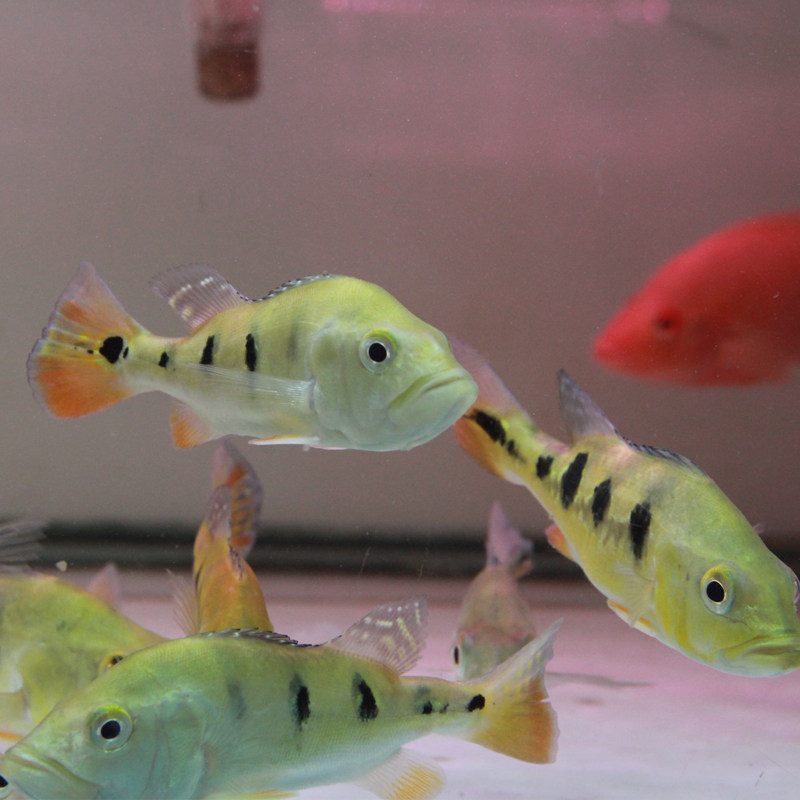 老虎热带银龙混养大型西亚巴西金老虎观赏鱼三间鱼