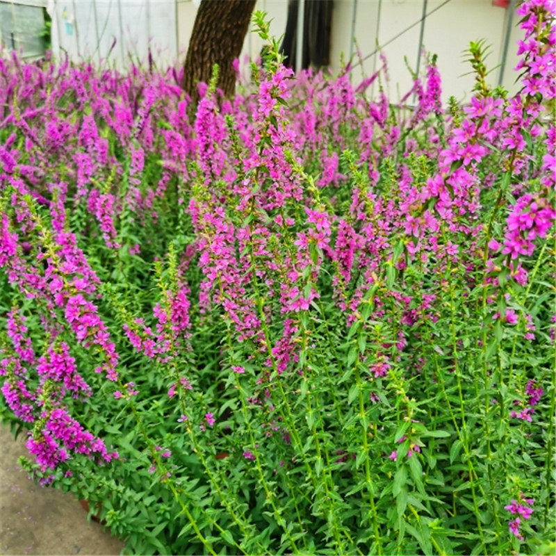 千屈菜盆盆栽水枝水柳叶莲水生薰衣草耐寒耐热花卉