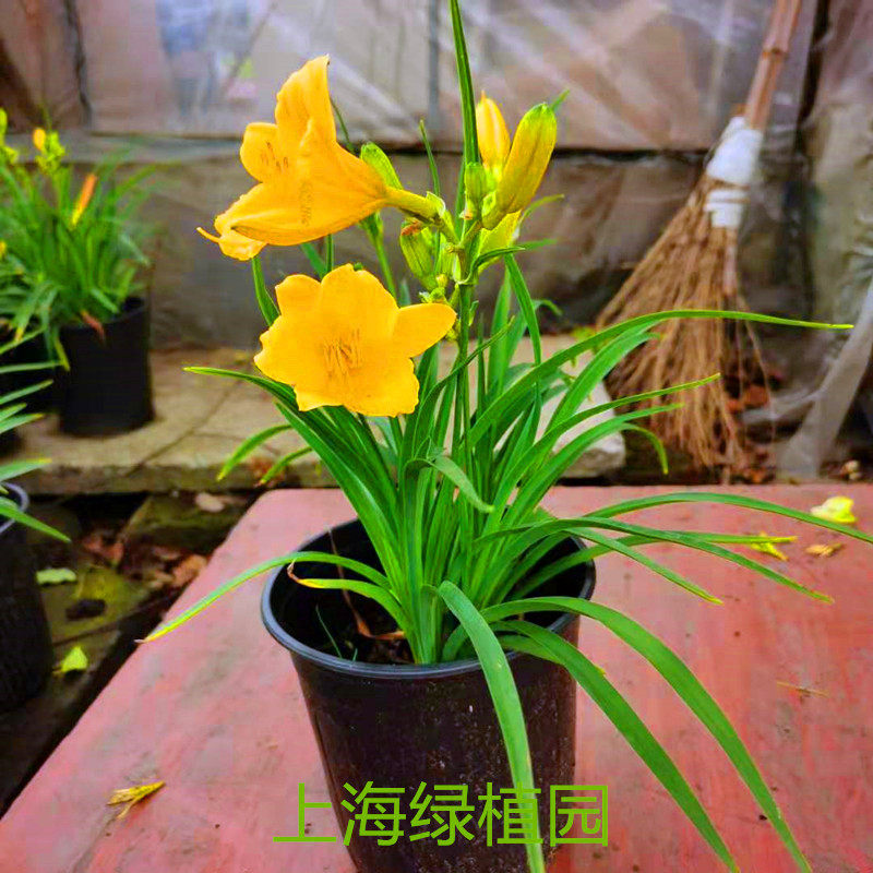 大花北方绿植耐寒萱草金娃娃庭院盆栽多年生宿根时令草本花卉