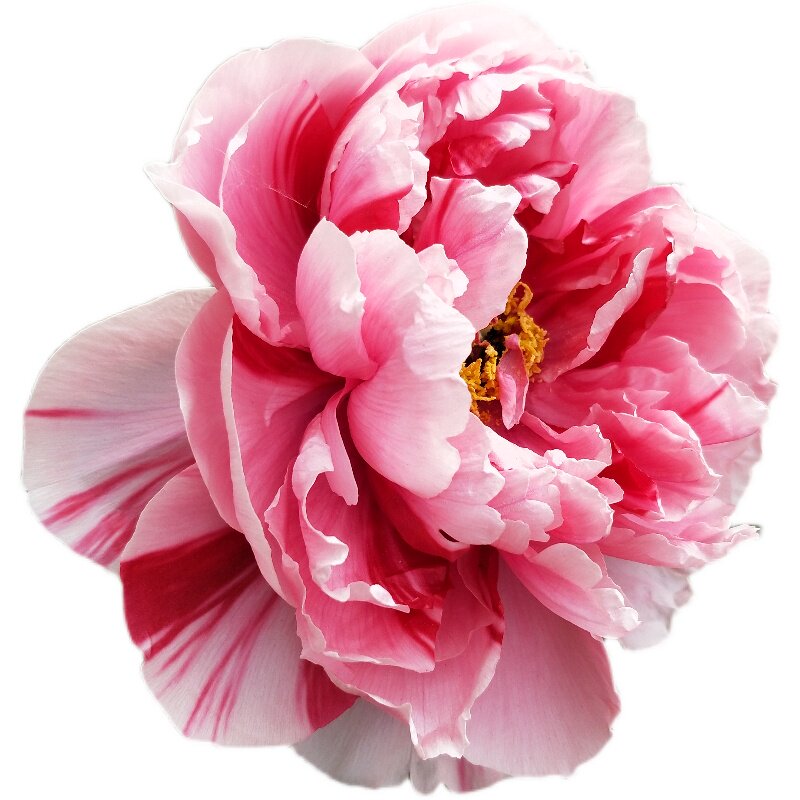 复色牡丹牡丹花花苗岛锦裸根保湿发货木本花卉时令草本花卉