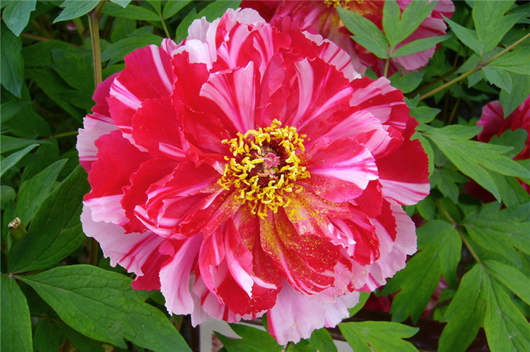 复色牡丹牡丹花花苗岛锦裸根保湿发货木本花卉时令草本花卉