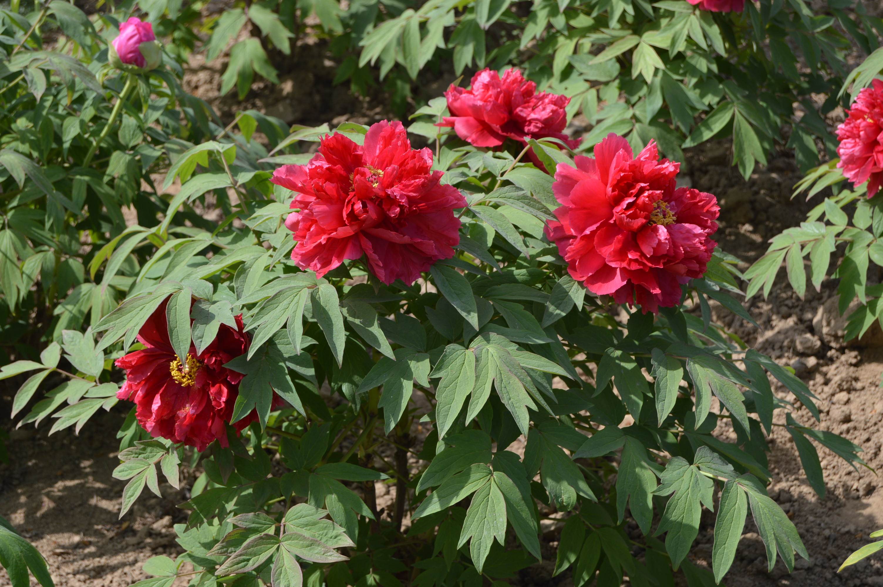 牡丹木本国旗红色正红重瓣正宗花卉庭院牡丹花时令草本花卉
