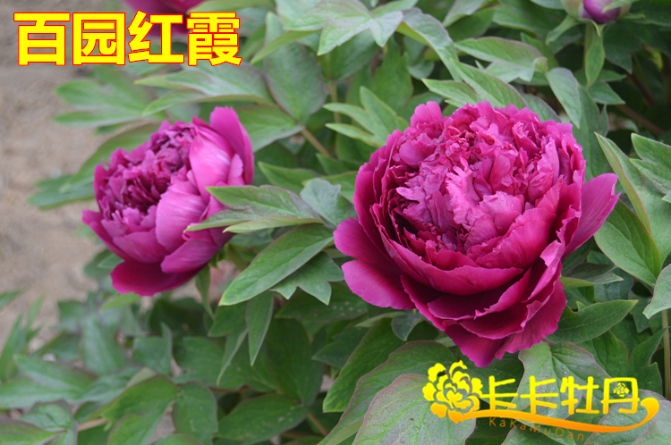 牡丹牡丹花花苗百园红霞正宗菏泽洛阳盆栽庭院花卉
