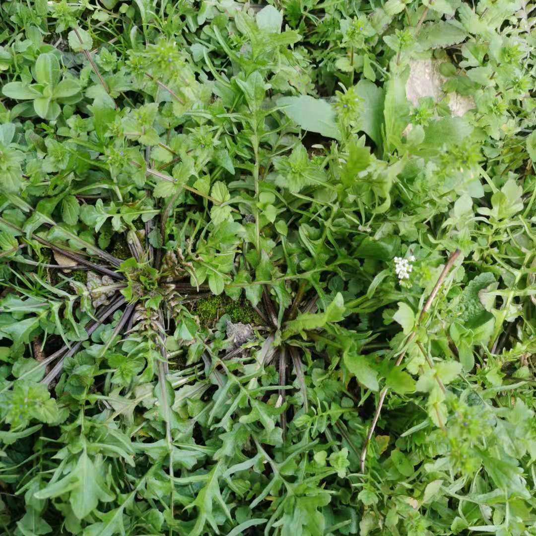 浙江现挖野生新鲜蔬菜荠菜野菜菜地混沌饺子荠菜