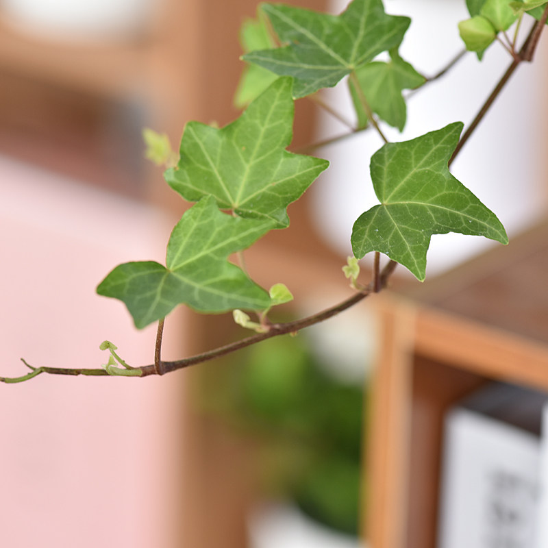 镜绿常春藤大号四季常青长藤庭院造景绿植物室内喜阴花卉水培盆栽