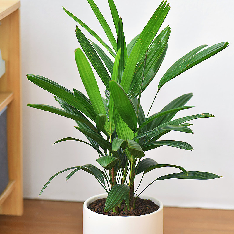 镜绿招财竹棕盆栽植物室内净化空气四季常青吸收绿植
