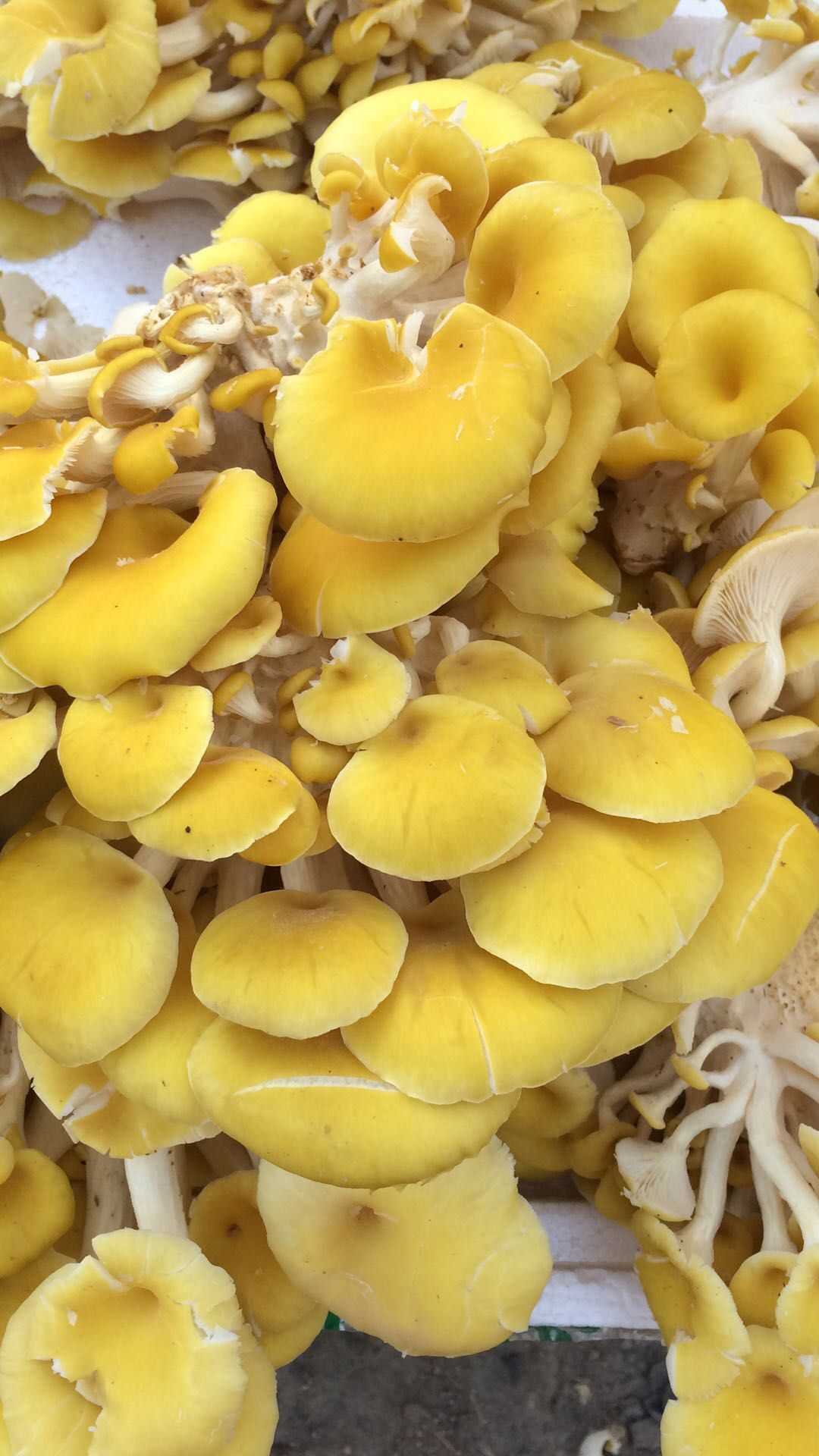 新鲜榆黄蘑拍1000克顺丰包邮鸡油菌香菇干货500克香菇类