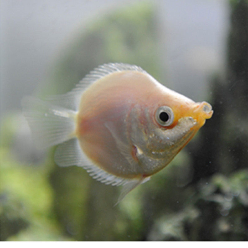 接吻鱼小型热带观赏鱼淡水鱼活体宠物接吻鱼草缸彩鱼