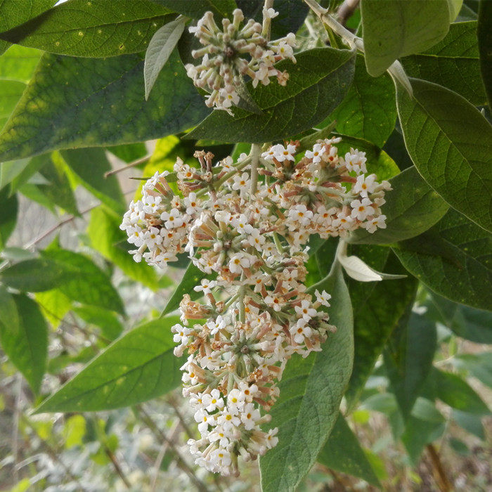 黄饭花野生密蒙花新鲜花迈花五色糯米米饭染料其他药食同源食品