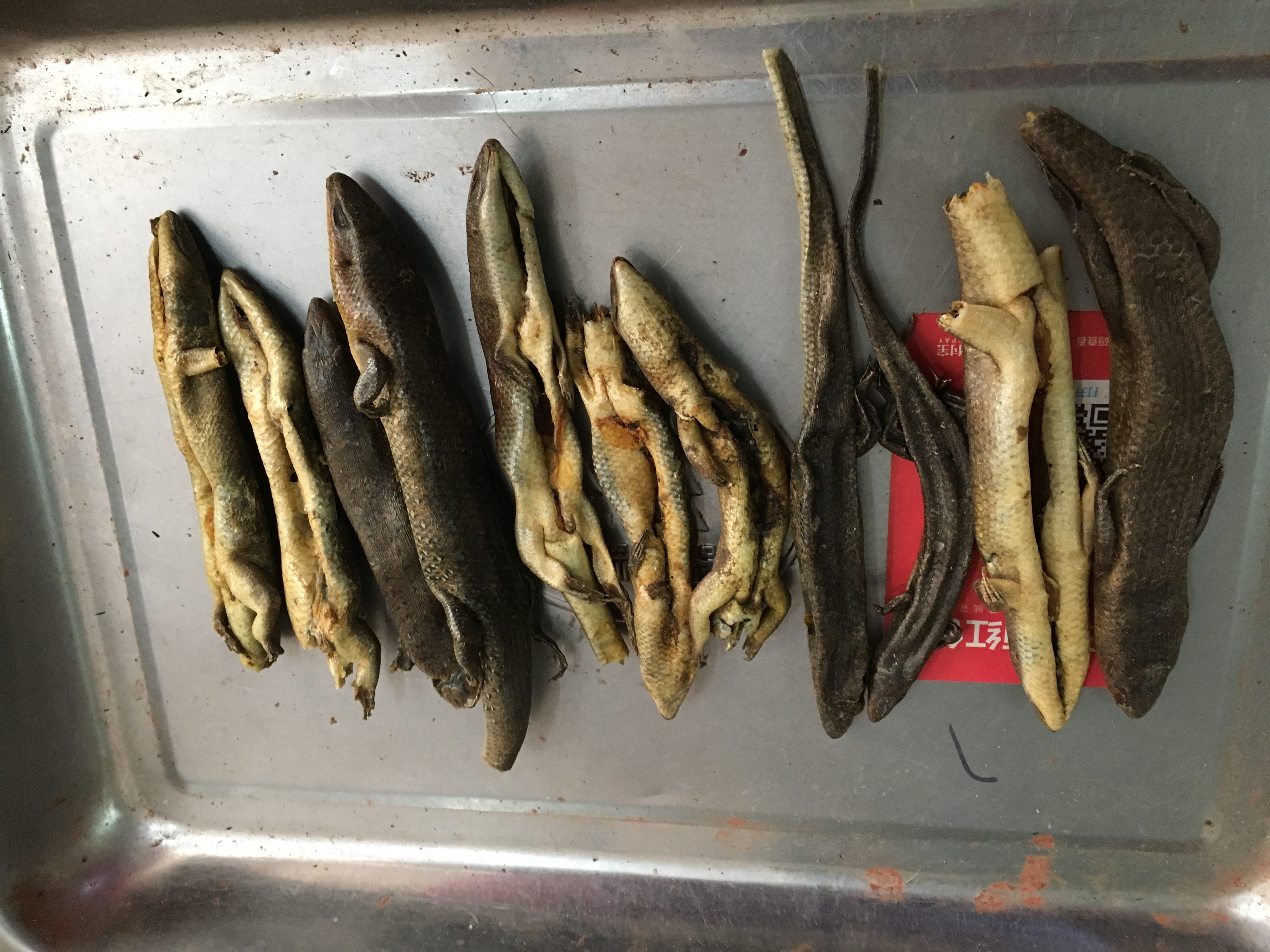 中药材石龙子干品 猪婆舌 狗母蛇 四脚蛇 统装货250克包邮 有大货