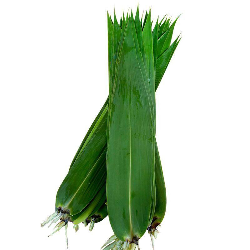 粽子广东粽叶现摘冬叶野生箬叶包新鲜子叶芦苇粽子