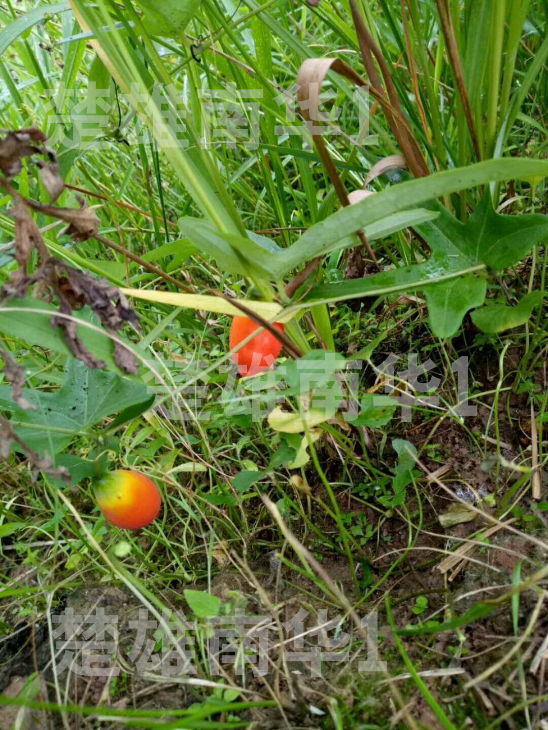 果苗红参野生当年结果云南特产花卉水果攀援时令草本花卉