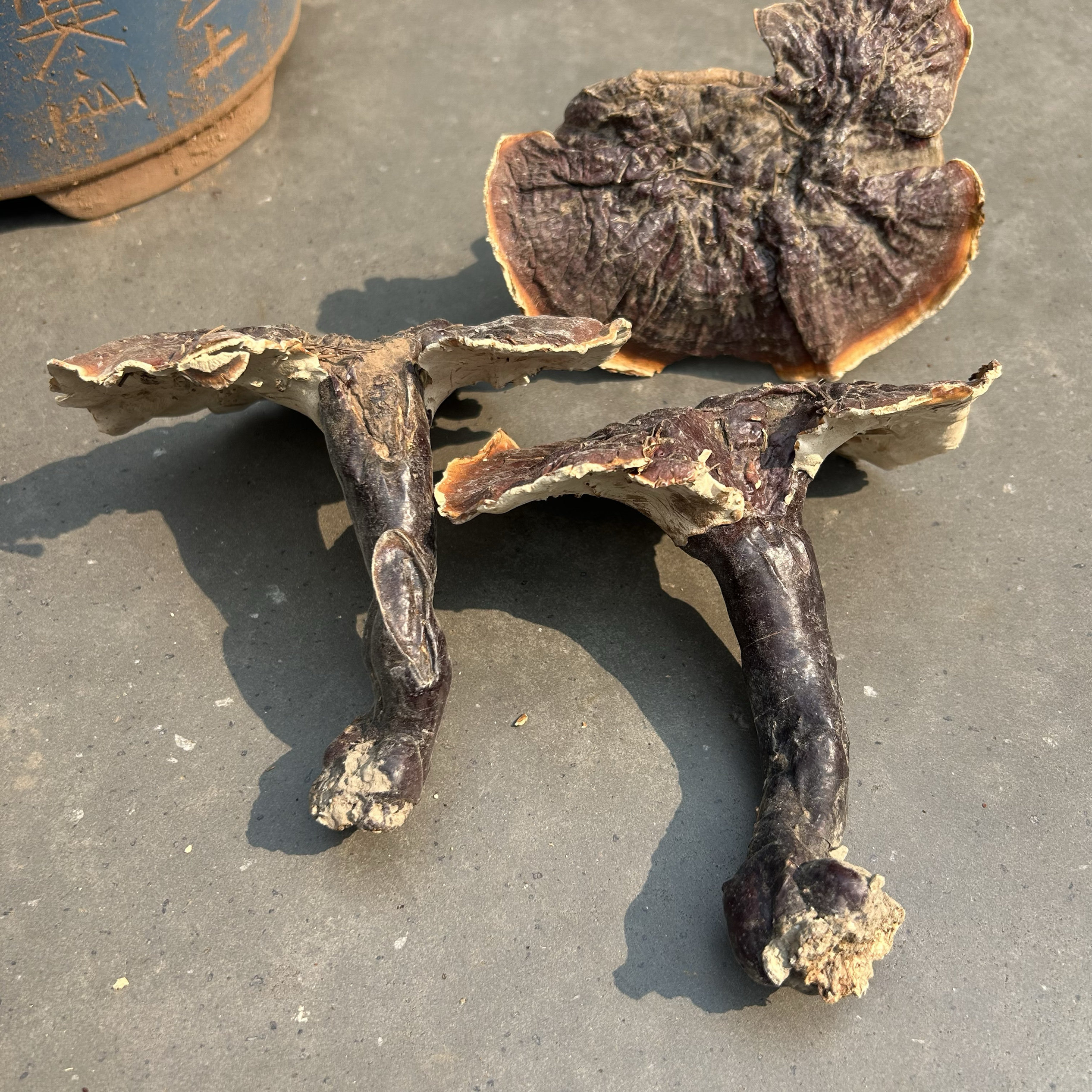 松针白肉灵芝 整只云南野生灵芝地道滋补中药材24年新品250克包邮