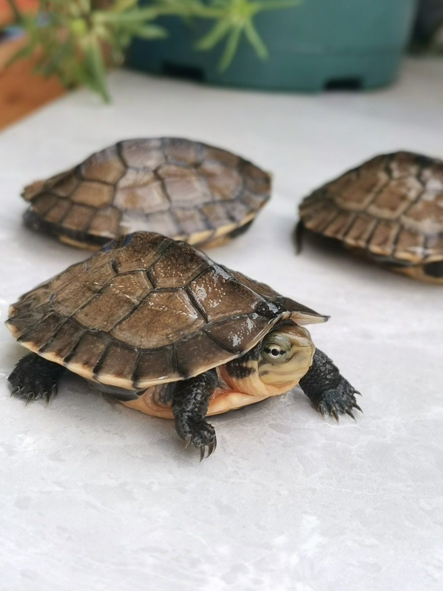 纯正越南金钱龟幼龟大龟南石龟苗活物小青龟黄龟