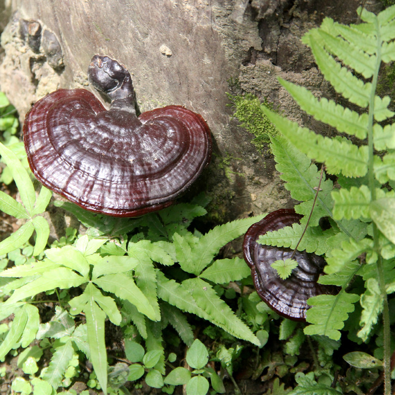 灵芝安徽霍山野生整枝深山林芝切片250克不苦整枝灵芝