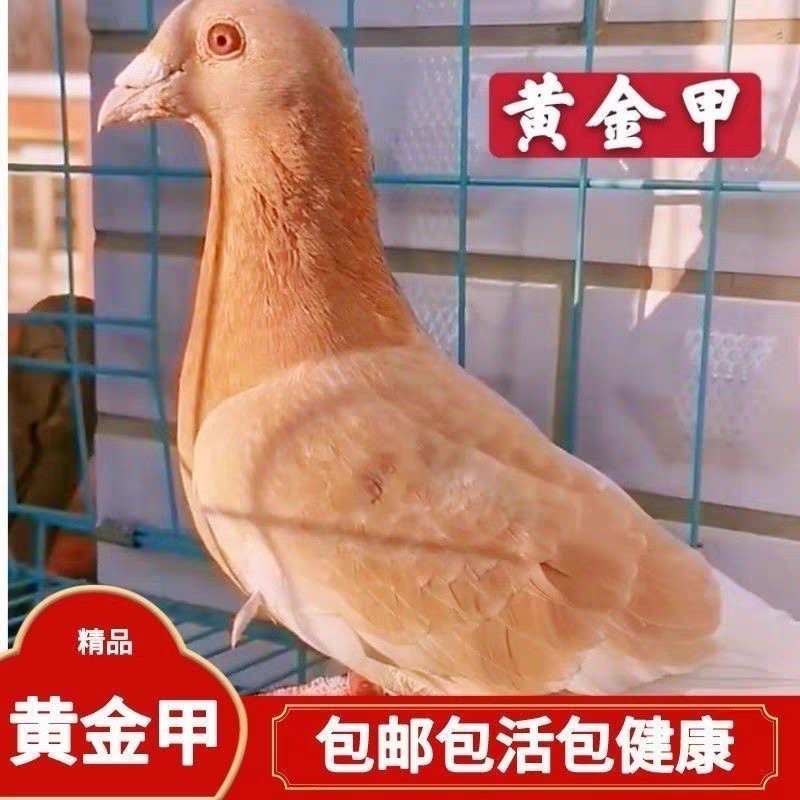 鸽子黄金甲信鸽种鸽成绩赛鸽慕利门一对活体纯黄鸟