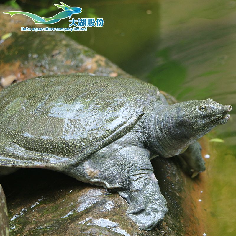 大湖生态甲鱼3斤大甲鱼王八水鱼鲜活5年食用野养水产中华老鳖团鱼