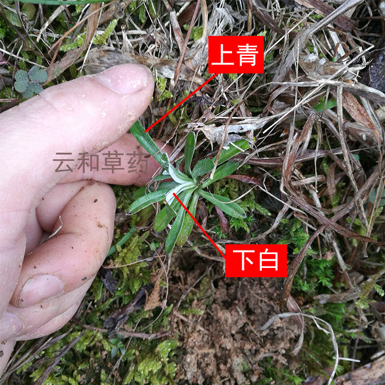 细叶鼠曲草 又叫天青地白 上青下白 或小火草 精选新货 500克包邮