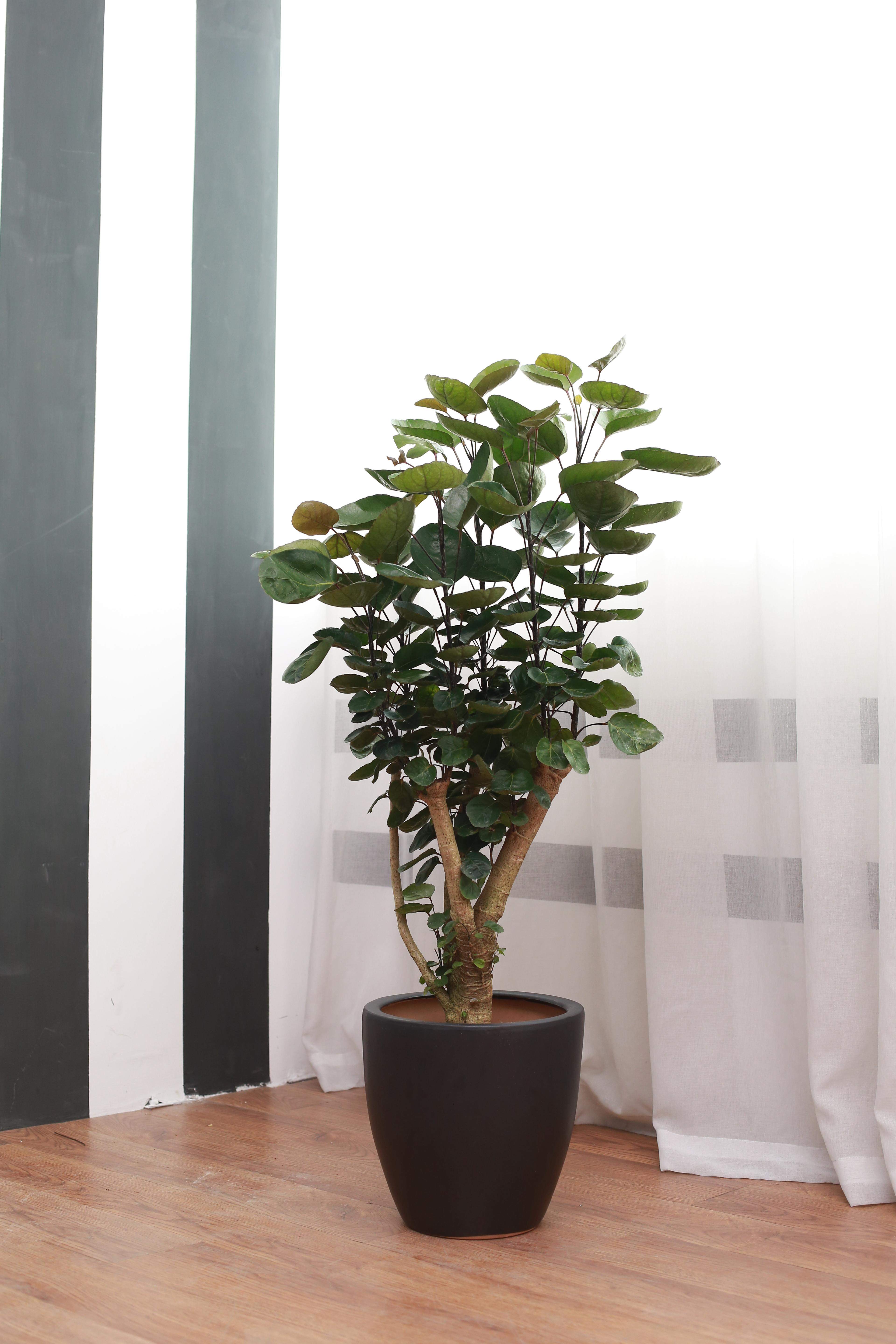 福禄桐钱多多小型金钱兜树盆栽速递绿植