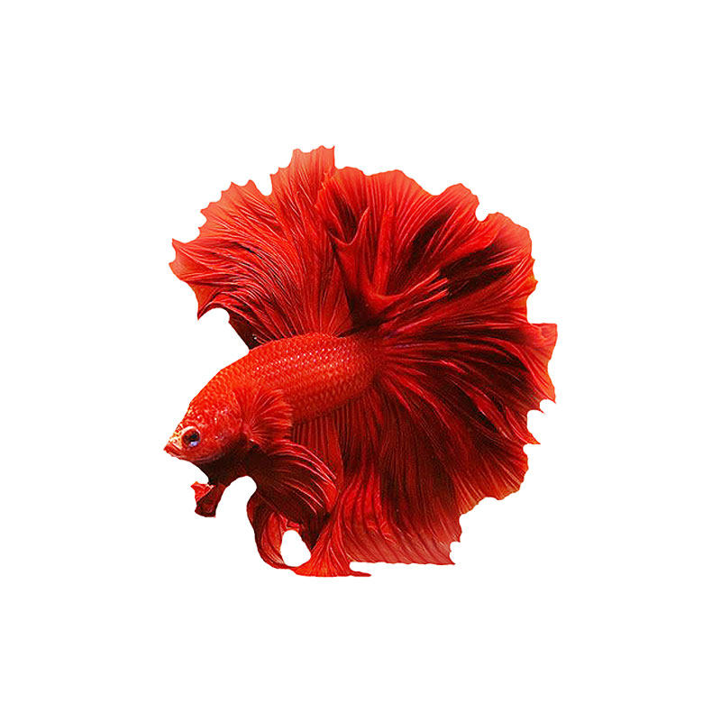 泰国斗鱼活体半月狮王将军公鱼鱼苗热带鱼淡水鱼鱼