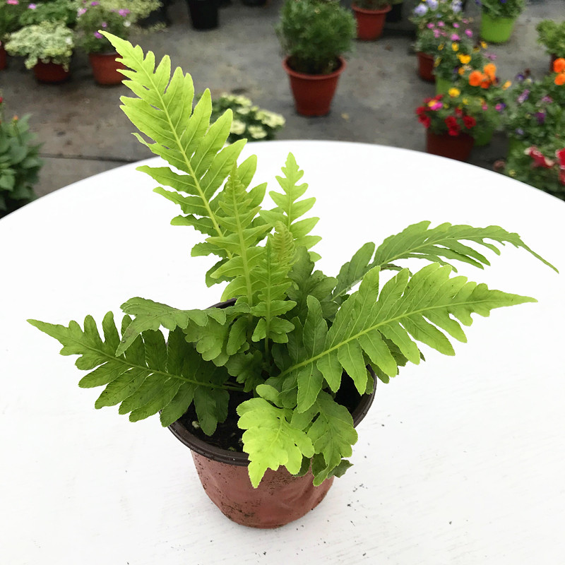 蕨类植物合集波斯顿铁线撅狼尾室内阳台桌面小盆绿植