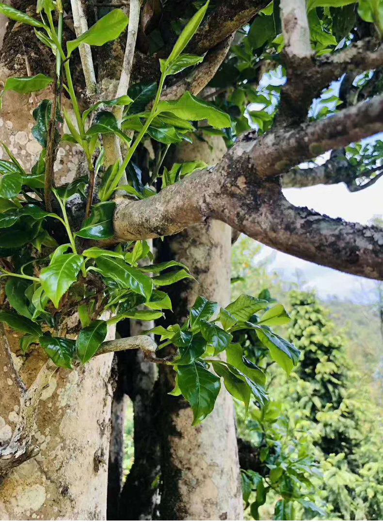 古树云南普洱茶临沧冰岛春茶小玉饼深一叶2019普洱