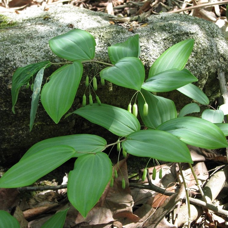 神农架纯野生玉竹中药材深山玉竹片玉竹干条搭配麦冬沙参500g包邮