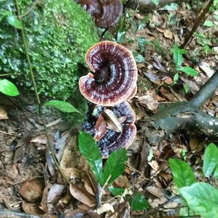 神农架纯野生紫灵芝切片深山正品黑灵芝特级灵芝 野生 元精芝250g