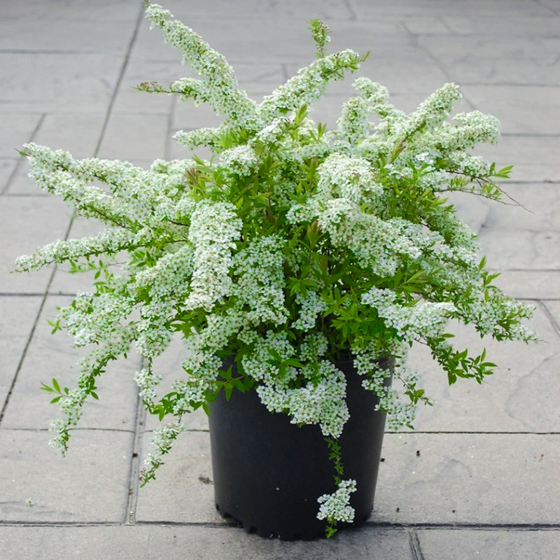 雪柳植物喷雪花苗盆栽花卉绿植珍珠梅绣线菊花卉