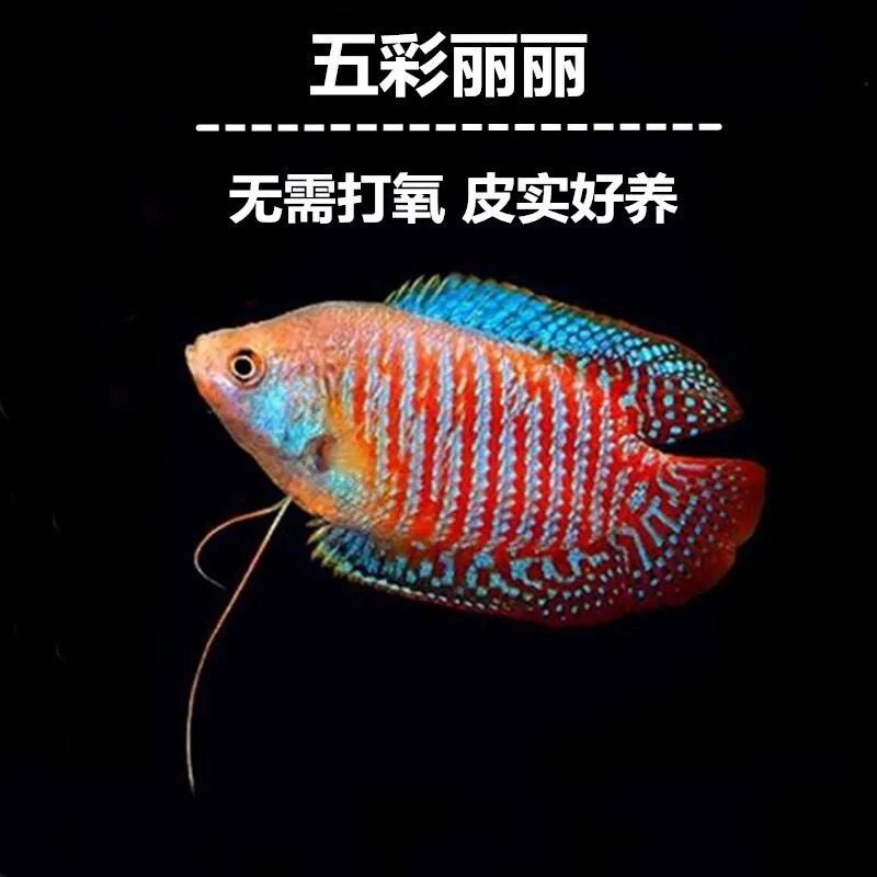 曼龙鱼活体观赏鱼小型淡水鱼宠物鱼热带蓝曼龙新手鱼好养不打氧