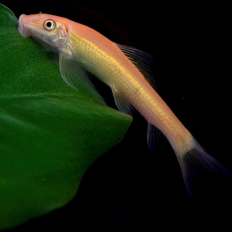 青苔金苔鼠观赏热带鱼活体小型淡水吃屎清道夫工具鱼