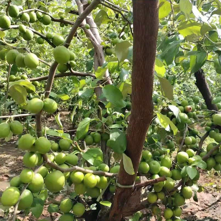 台湾牛奶大青枣苗树苗当年结果嫁接青枣树苗蜜思枣苗南方种植果树