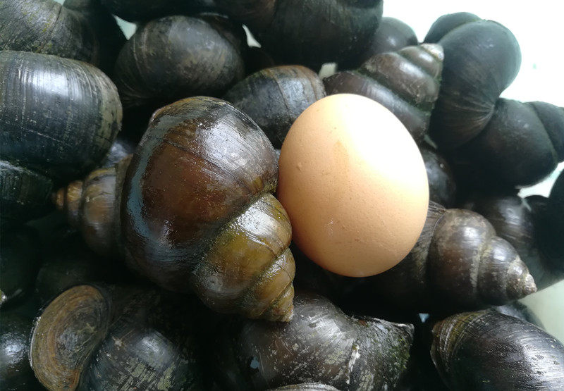 螺蛳特大号河南田螺鲜活新鲜野生泥螺粉包活活泥螺