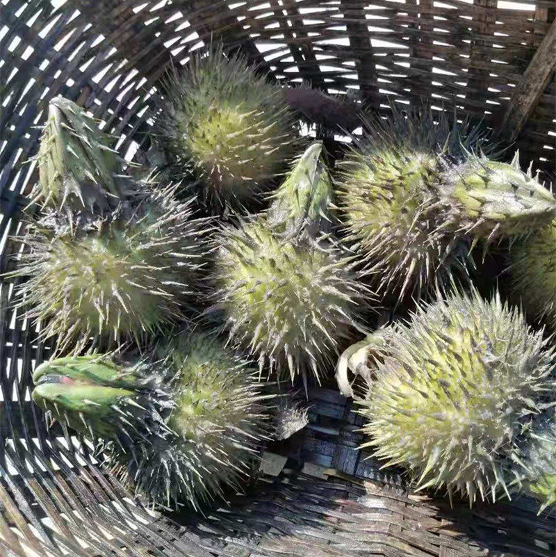 鸡头2021年新鲜带刺带壳芡实野生1斤包邮芡实