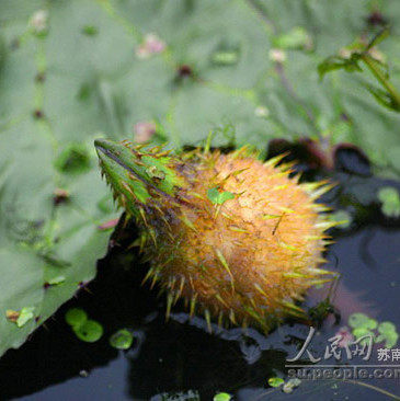 鸡头2021新货新鲜芡实带壳河南潢川野生米特芡实