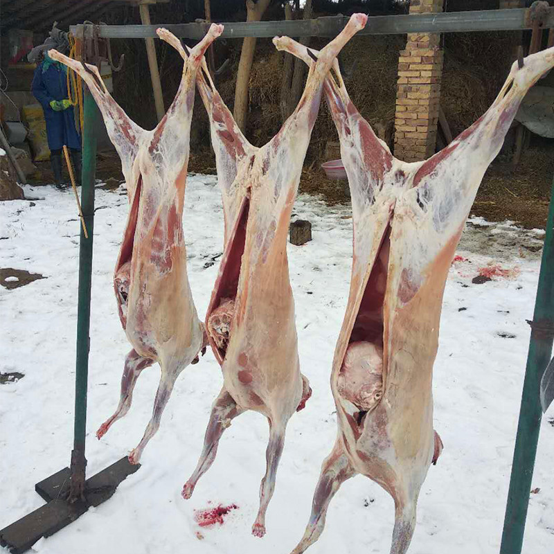羊羔新鲜冷链顺丰全羊现杀冷冻山羊养土纯散其它