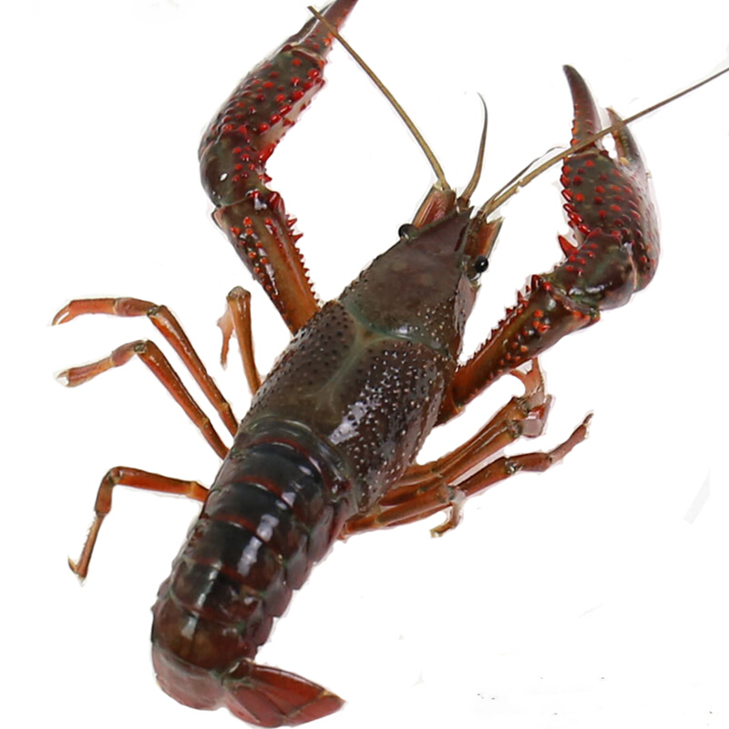 小龙虾鲜活活体清水养殖新鲜海鲜水产红活789钱活虾