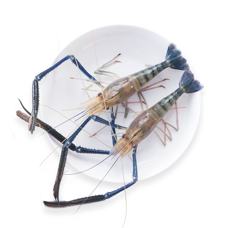 罗氏沼虾鲜活500g大头虾淡水活体长臂海鲜重庆活虾