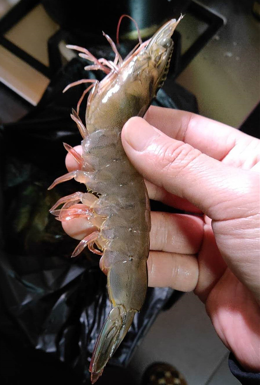 鲜活泰虾500g海虾超大泰国基围虾活虾白对虾泰国虾重庆达达90分钟