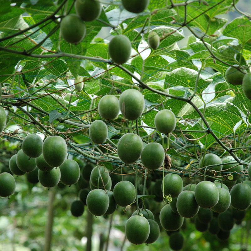 草本善罗汉果茶罗汉果叶止渴茶包养生茶润喉茶罗汉果茶包养生茶