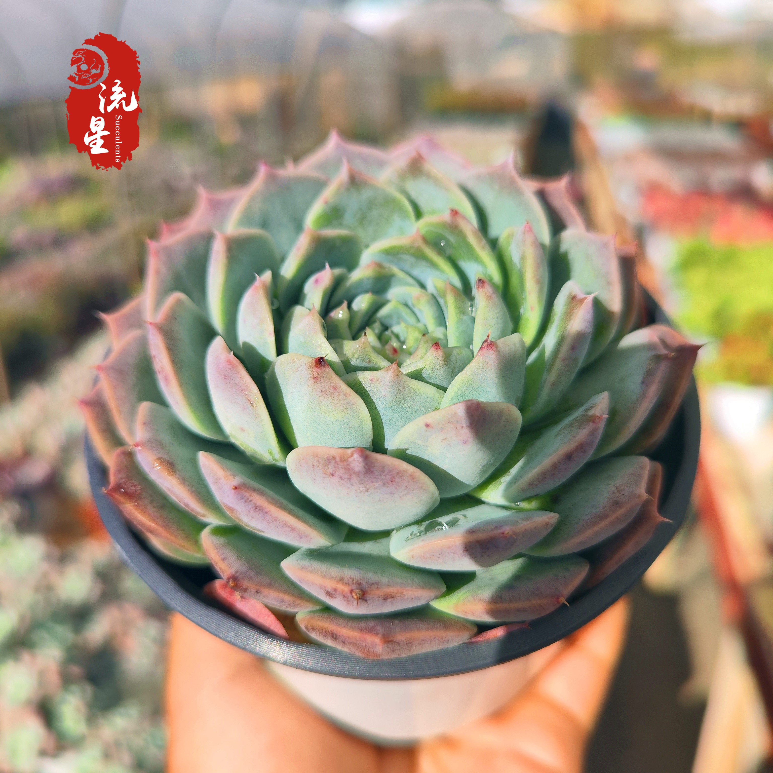 雪海多肉植物单头叶层多进口精选叶片皮实好养多肉植物