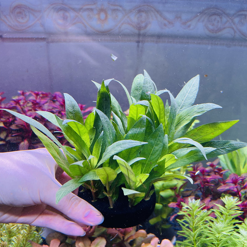 鱼缸造景活体植物柳叶类型红柳水草中柳大柳水草