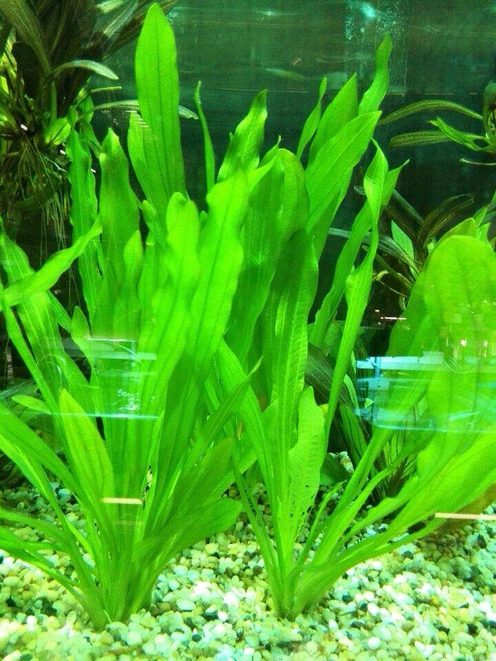 鱼缸淡水装饰造景阴性活体高级水草大型卷浪水草