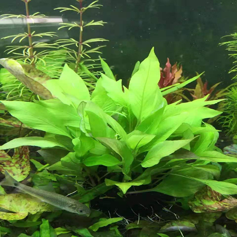 鱼缸造景活体植物柳叶类型红柳水草中柳大柳水草
